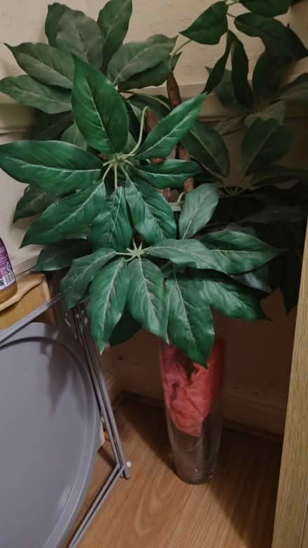 Photo of free Vase & plant (Chorley centre PR7) #2
