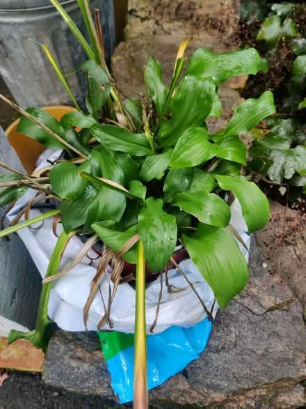 Photo of free Hosta (Monroe CT) #1