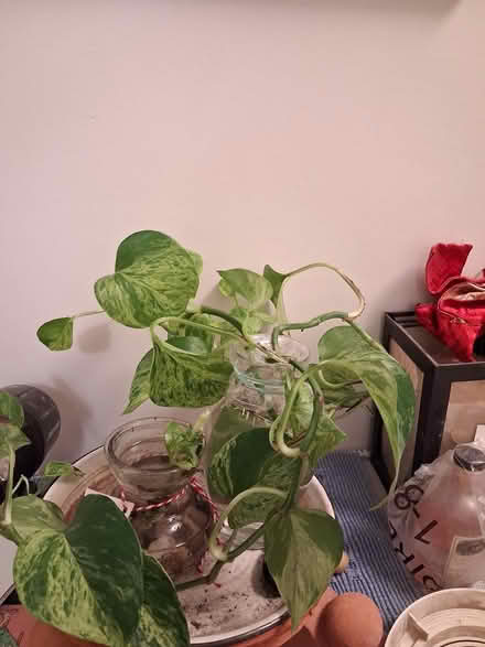 Photo of free Miscellaneous house plants (Beacon Hill) #1
