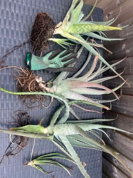 Photo of free Aloe Vera plants (Burbage SK17) #1