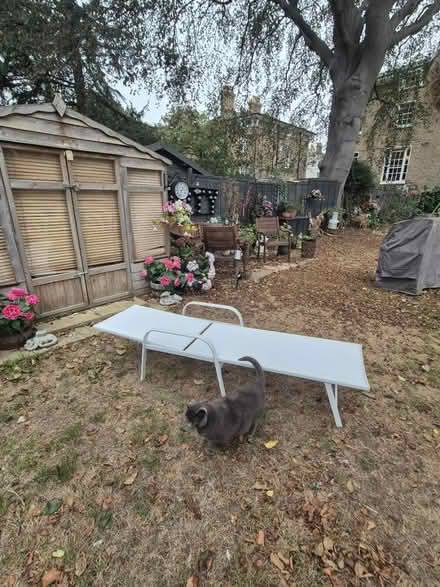 Photo of free Sun loungers x 2 (Blackheath, SE13) #2