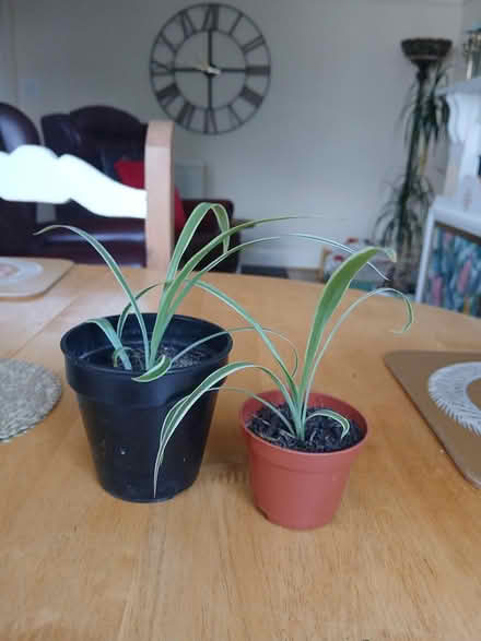 Photo of free Spider plants (LL30 2DZ) #3