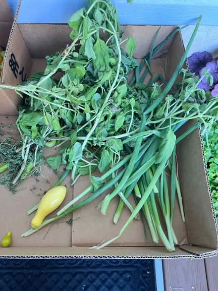 Photo of free Fresh veggies for the taking (Fair Lawn, NJ) #4