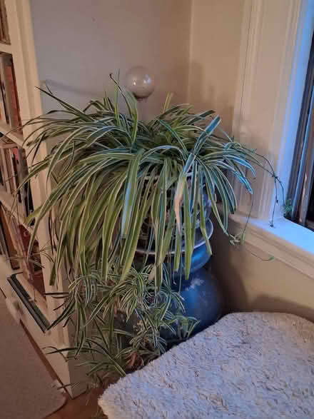 Photo of free Miscellaneous house plants (Beacon Hill) #4