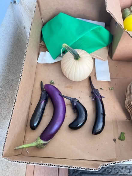 Photo of free Fresh veggies for the taking (Fair Lawn, NJ) #2