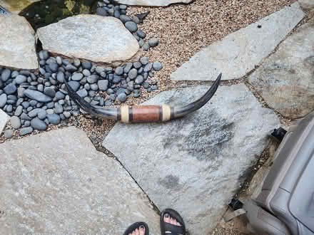 Photo of free Steer horns (Sun Valley) #1