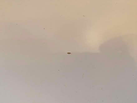 Photo of free Ikea White coffee table (Archway N19) #3