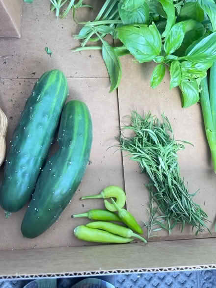 Photo of free Fresh veggies for the taking (Fair Lawn, NJ) #4
