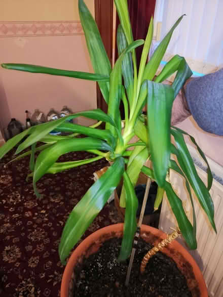 Photo of free Yucca Plant (Gorse Hill M16) #2