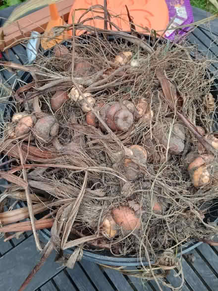 Photo of free Crocosmia bulbs (Jennyfield HG3) #2