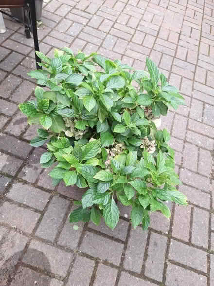 Photo of free Hydrangea (Bexhill TN39) #1