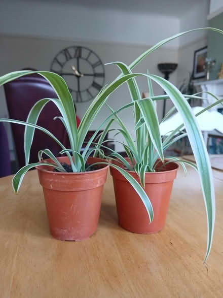 Photo of free Spider plants (LL30 2DZ) #2