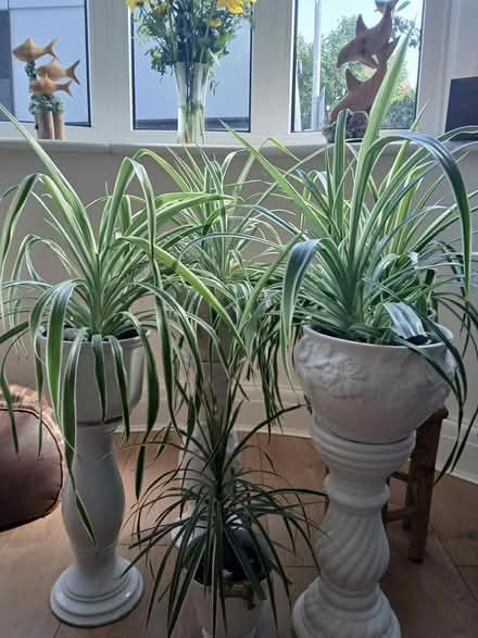 Photo of free Spider plants (LL30 2DZ) #1