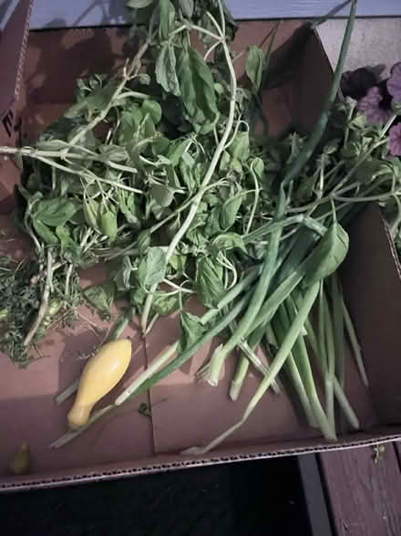 Photo of free Fresh veggies for the taking (Fair Lawn, NJ) #4