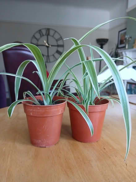 Photo of free Spider plant (Llandudno LL30) #2