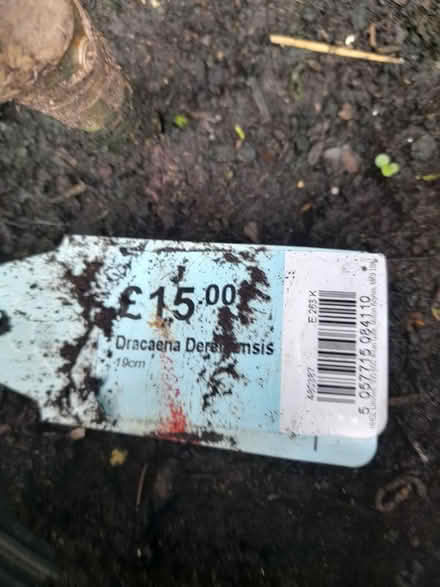 Photo of free Dracaena indoor plant (Larkhall, Bath BA1) #3