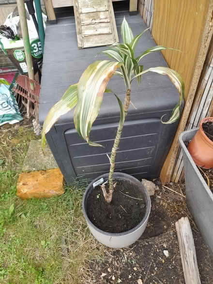 Photo of free Dracaena indoor plant (Larkhall, Bath BA1) #2