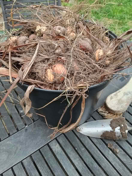 Photo of free Crocosmia bulbs (Jennyfield HG3) #1