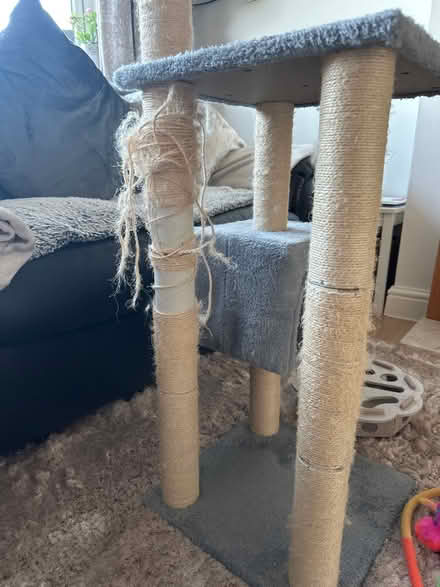 Photo of free Cat scratching post & cat toys (Sheldon B26) #2