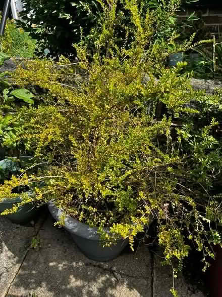 Photo of free Hebe Plant, In Pot (Heaton BD9) #1
