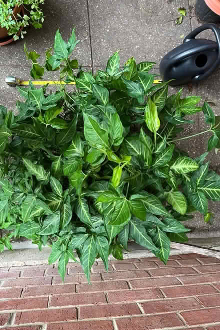 Photo of free Large Arrowhead Plant (Glover Park) #2