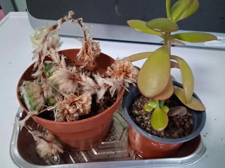 Photo of free Succulent plants #2 (Woolton L25) #2