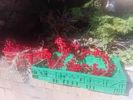 Photo of free Brand new Christmas decoration (Upper oldfield park) #2