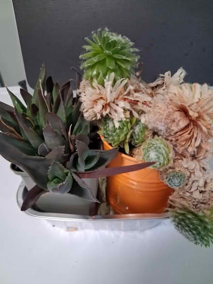 Photo of free Succulent plants #1 (Woolton L25) #2