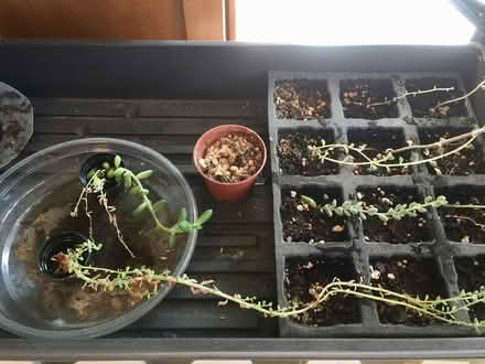 Photo of free Succulents for propagation (Thornhill) #2