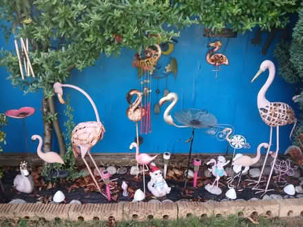 Photo of free flamingos (Sale M33) #1