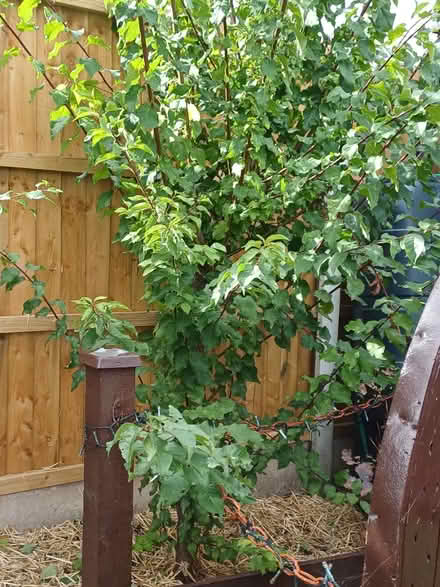 Photo of free Blackthorn bushes Sloes (Ecclesfield S5) #4