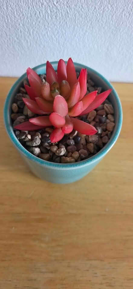 Photo of free Plastic plant ornament (Tooting Bec, SW17) #2