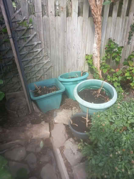 Photo of free Crocosmia (Shobdon HR6) #1