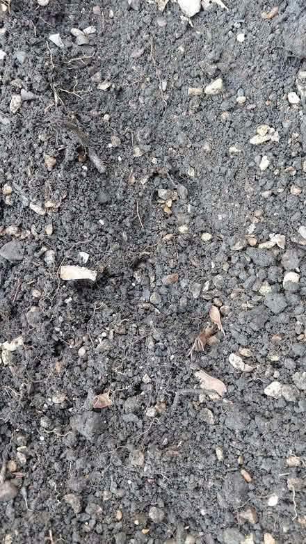 Photo of free Soil with gravel S12 (Sheffield S12) #2
