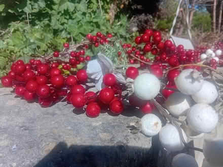 Photo of free For next Christmas....decoration (Upper oldfield park) #2