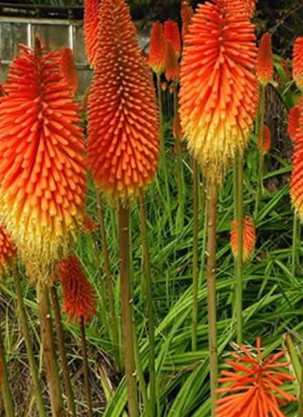 Photo of free Red hot poker (Clapham, Bedford) #1