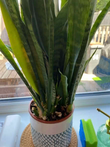 Photo of free 3 indoor plants (Castle Donington DE74) #1