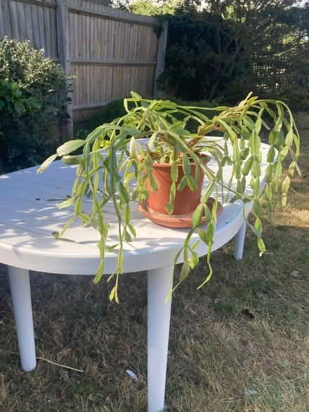 Photo of free Christmas Cactus (Brookman's Park AL9) #1