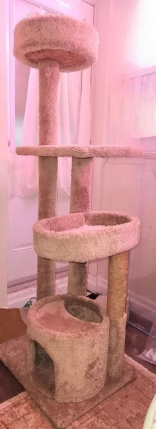 Photo of free Cat tree (Danforth and Greenwood) #1