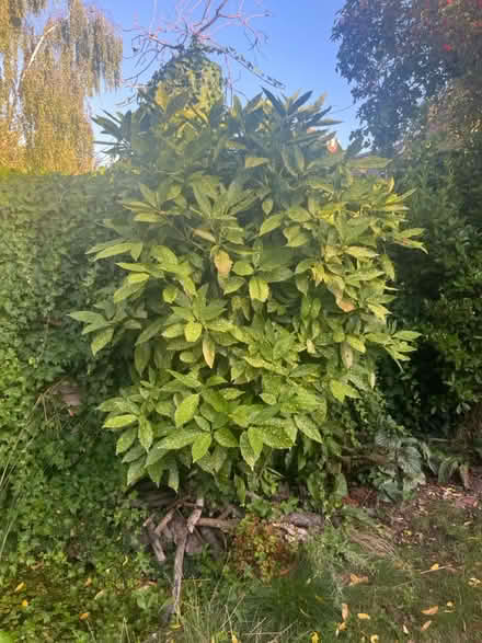 Photo of free Large Aucuba Japonica Shrub (Trafalgar RH12) #1