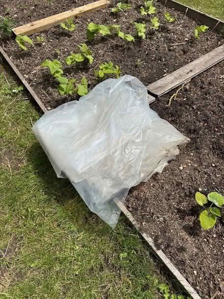 Photo of free Large plastic sheets (Hitchin SG4) #1