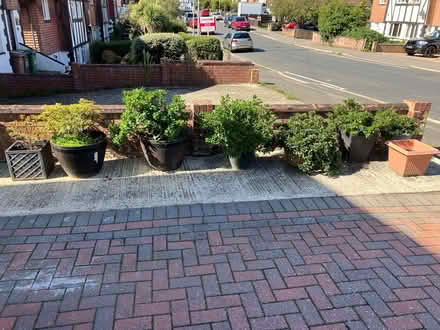 Photo of free Azalea bushes (Hollington TN38) #1