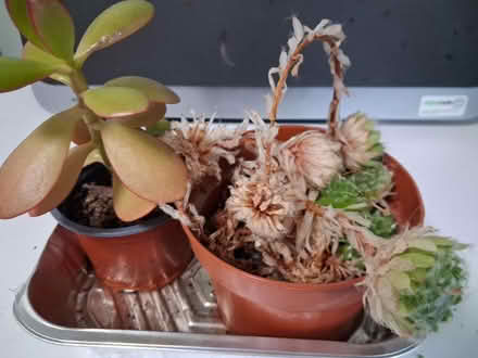 Photo of free Succulent plants #2 (Woolton L25) #1