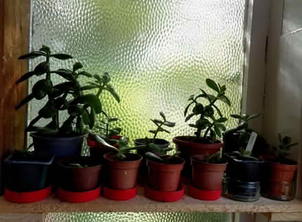 Photo of free money tree house plants (New Marston OX3) #1