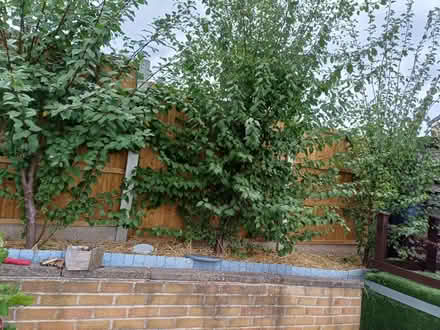 Photo of free Blackthorn bushes Sloes (Ecclesfield S5) #1