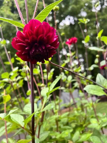 Photo of free Dahlia (Lunenburg) #1