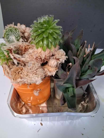 Photo of free Succulent plants #1 (Woolton L25) #1