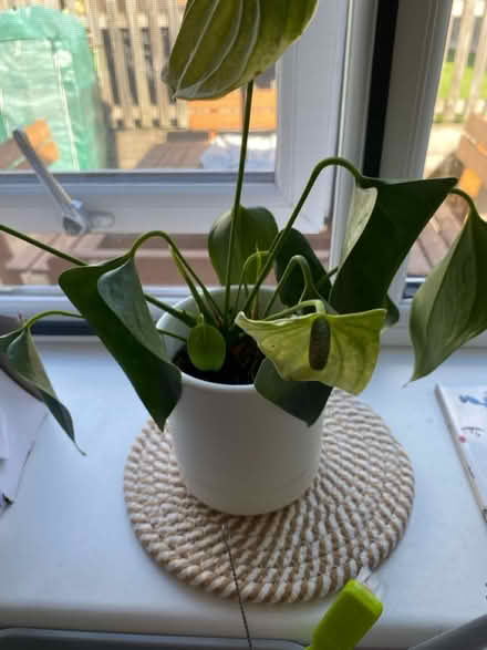 Photo of free 3 indoor plants (Castle Donington DE74) #3