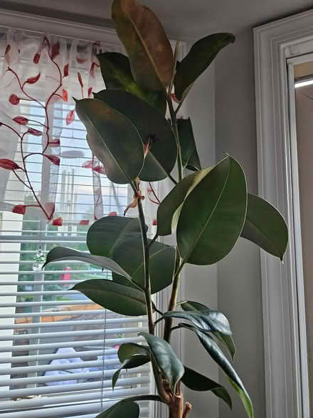 Photo of free Rubber tree slips (Frederick MD 21703) #1