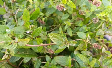 Photo of free Chocolate mint cuttings (Hockley Port B18) #3